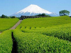 ギャラリー１「富士山」